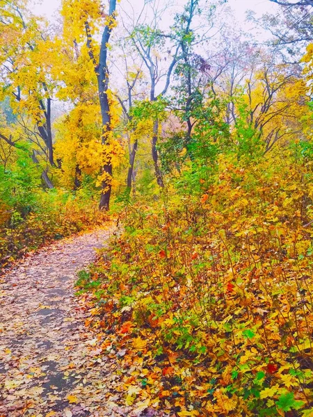 Vista Uno Sfondo Naturale Luminoso Parco Autunnale Coperto Foglie Ingiallite — Foto Stock