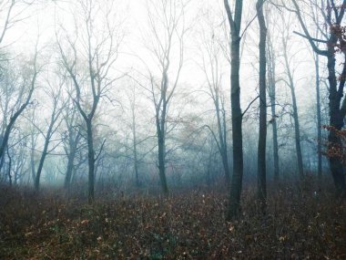 Sıkıcı bir sisli günde ormanda sis 