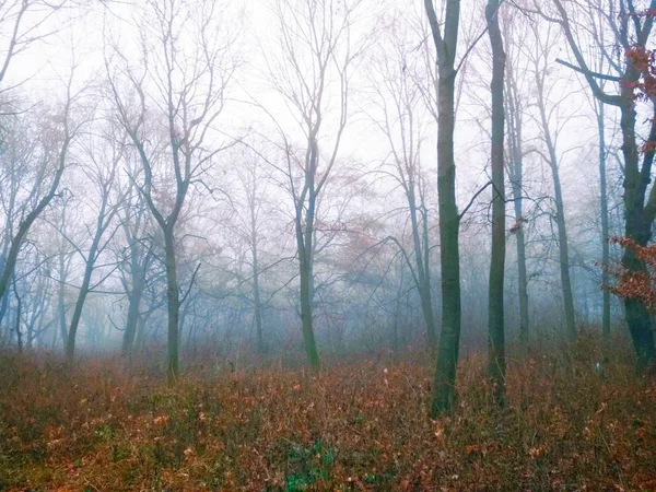 Brouillard Dans Forêt Par Une Journée Brumeuse Ennuyeuse — Photo