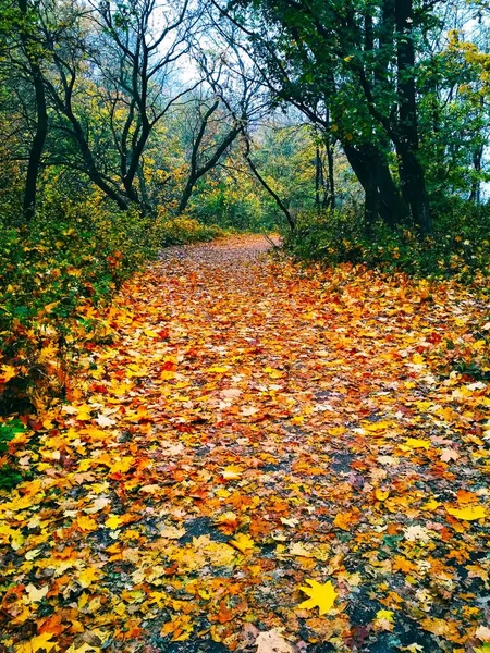 天然の背景の眺め 黄色の葉で覆われた明るい秋の公園 — ストック写真