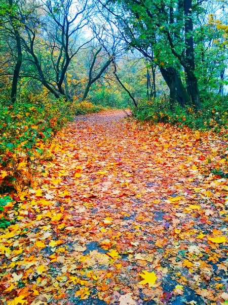 Uitzicht Een Natuurlijke Achtergrond Helder Herfstpark Bedekt Met Vergeelde Bladeren — Stockfoto