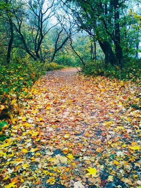 Vue Sur Fond Naturel Lumineux Parc Automne Couvert Feuilles Jaunies — Photo