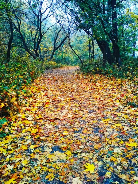 Widok Naturalne Tło Jasny Jesienny Park Pokryty Żółtymi Liśćmi — Zdjęcie stockowe