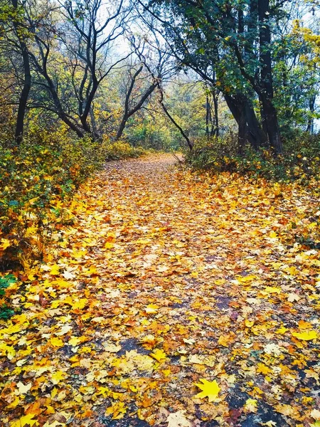 Вид Естественный Фон Яркий Осенний Парк Покрытый Пожелтевшими Листьями — стоковое фото