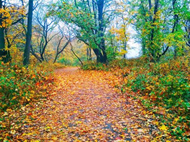 Doğal arka plan manzarası, parlak sonbahar parkı sararmış yapraklarla kaplı. 