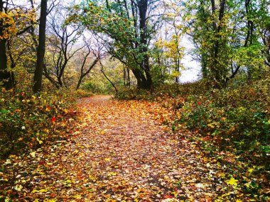 Doğal arka plan manzarası, parlak sonbahar parkı sararmış yapraklarla kaplı. 