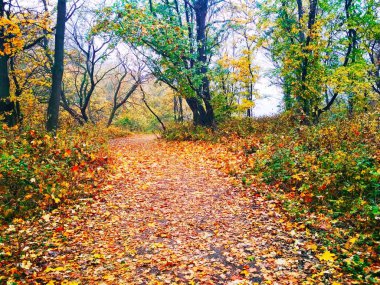Doğal arka plan manzarası, parlak sonbahar parkı sararmış yapraklarla kaplı. 