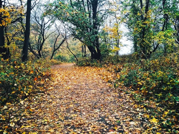 View Natural Background Bright Autumn Park Covered Yellowed Leaves — Stock Photo, Image