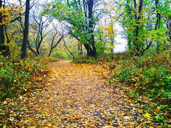 Pohled Přírodní Pozadí Jasný Podzimní Park Pokrytý Nažloutlými Listy — Stock fotografie