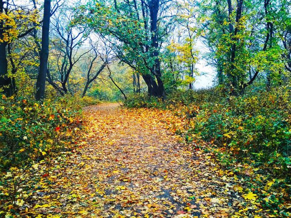 View of a natural background, bright autumn park covered with yellowed leaves 