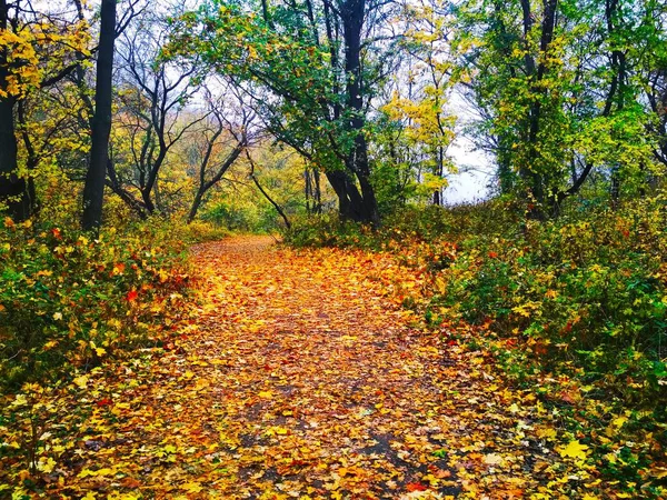 Doğal Arka Plan Manzarası Parlak Sonbahar Parkı Sararmış Yapraklarla Kaplı — Stok fotoğraf