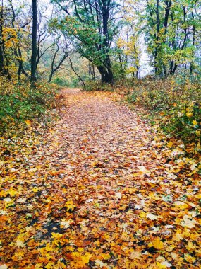 Doğal arka plan manzarası, parlak sonbahar parkı sararmış yapraklarla kaplı. 