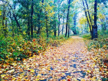 Doğal arka plan manzarası, parlak sonbahar parkı sararmış yapraklarla kaplı. 