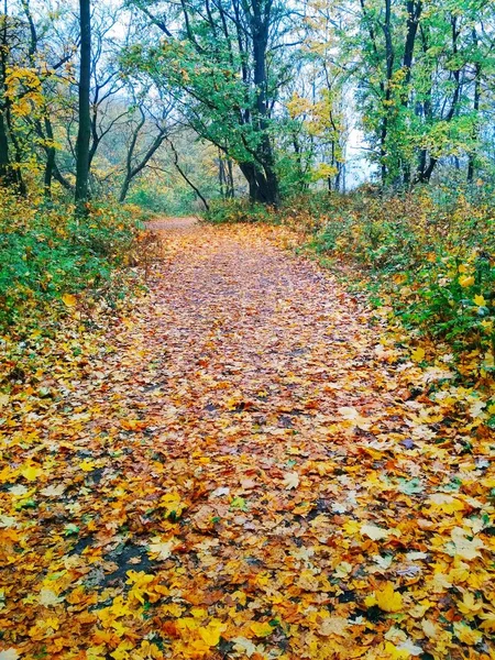 Uitzicht Een Natuurlijke Achtergrond Helder Herfstpark Bedekt Met Vergeelde Bladeren — Stockfoto