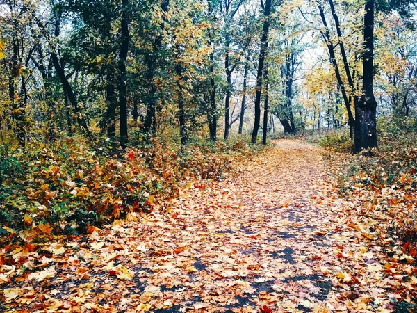 Uitzicht Een Natuurlijke Achtergrond Helder Herfstpark Bedekt Met Vergeelde Bladeren — Stockfoto