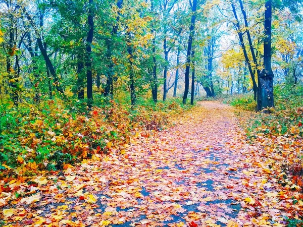 Blick Auf Einen Natürlichen Hintergrund Helle Herbst Park Mit Vergilbten — Stockfoto