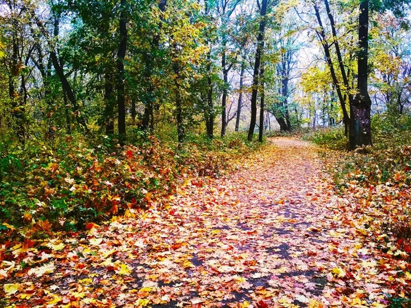 Pohled Přírodní Pozadí Jasný Podzimní Park Pokrytý Nažloutlými Listy — Stock fotografie