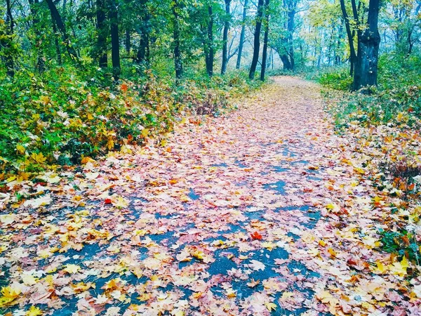 Blick Auf Einen Natürlichen Hintergrund Helle Herbst Park Mit Vergilbten — Stockfoto