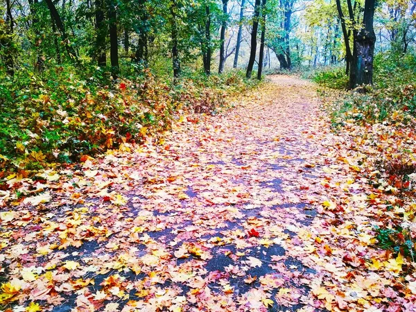 自然景观 明亮的秋天公园 绿叶泛黄 — 图库照片