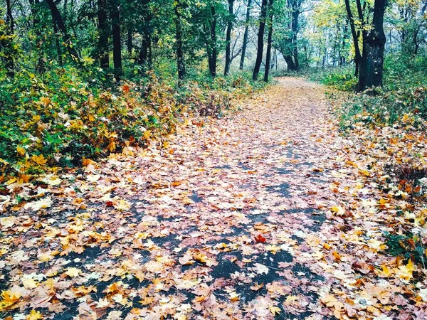 Blick Auf Einen Natürlichen Hintergrund Helle Herbst Park Mit Vergilbten — Stockfoto