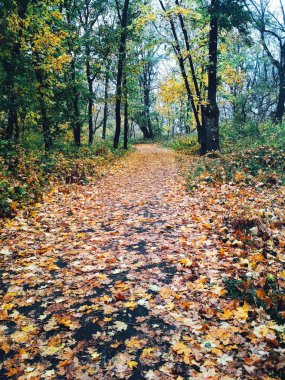 Doğal bir arka plan manzarası, parlak sonbahar yolu sararmış yapraklarla kaplı. 
