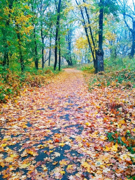 Pohled Přírodní Pozadí Jasný Podzimní Park Pokrytý Nažloutlými Listy — Stock fotografie