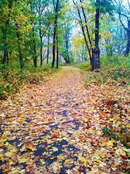 Vista Uno Sfondo Naturale Luminoso Parco Autunnale Coperto Foglie Ingiallite — Foto Stock