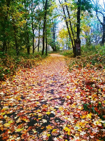 Blick Auf Einen Natürlichen Hintergrund Helle Herbst Park Mit Vergilbten — Stockfoto