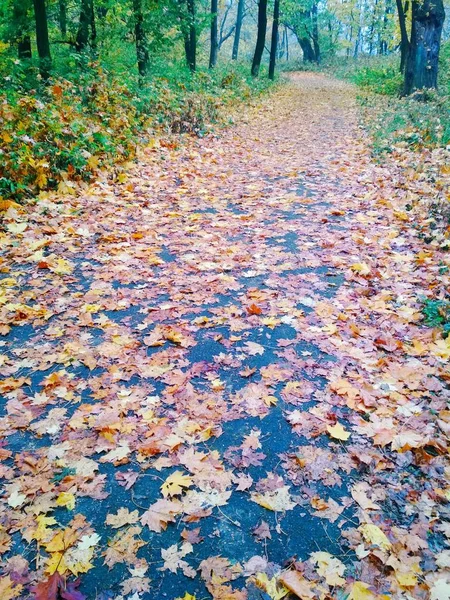 Vista Uno Sfondo Naturale Luminoso Parco Autunnale Coperto Foglie Ingiallite — Foto Stock