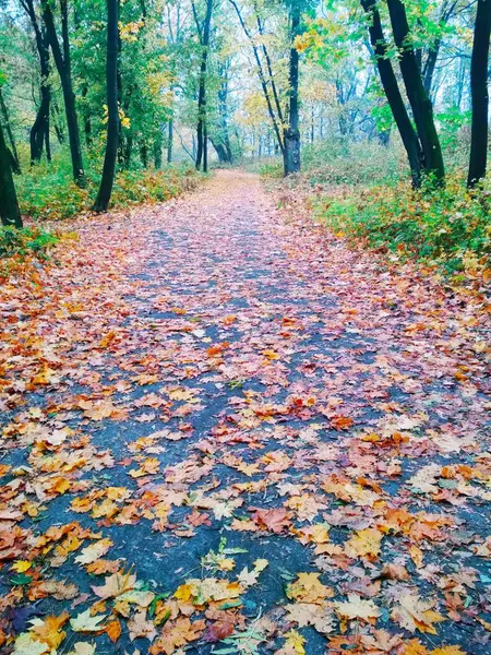 Pohled Přírodní Pozadí Jasný Podzimní Park Pokrytý Nažloutlými Listy — Stock fotografie