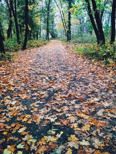 Vista Fondo Natural Brillante Parque Otoñal Cubierto Hojas Amarillentas —  Fotos de Stock