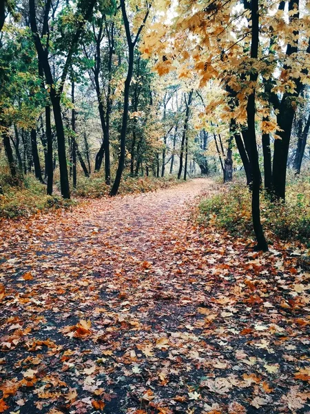 Vista Uno Sfondo Naturale Luminoso Parco Autunnale Coperto Foglie Ingiallite — Foto Stock