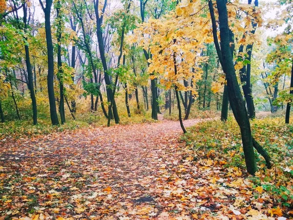 Widok Naturalne Tło Jasny Jesienny Park Pokryty Żółtymi Liśćmi — Zdjęcie stockowe