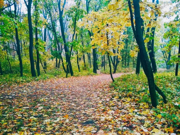 Uitzicht Een Natuurlijke Achtergrond Helder Herfstpark Bedekt Met Vergeelde Bladeren — Stockfoto