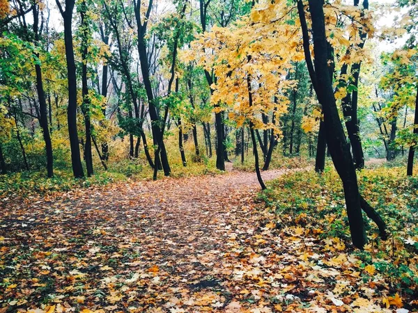 Vista Uno Sfondo Naturale Luminoso Parco Autunnale Coperto Foglie Ingiallite — Foto Stock