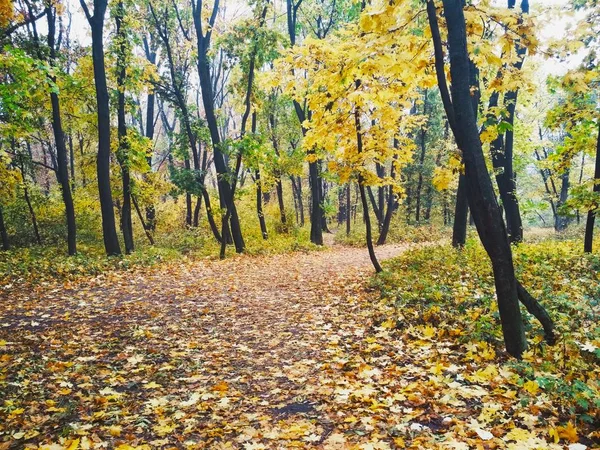 Vista Uno Sfondo Naturale Luminoso Parco Autunnale Coperto Foglie Ingiallite — Foto Stock