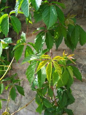 Doğal bir arka plan manzarası, bir sarmaşığın taze yaprakları 