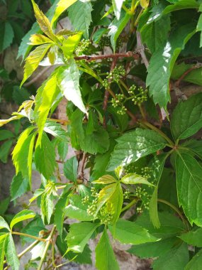 Doğal bir arka plan manzarası, bir sarmaşığın taze yaprakları 