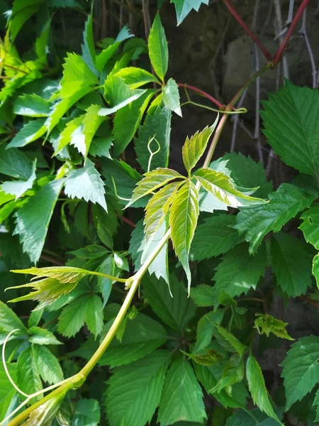 Вид Естественный Фон Нежные Молодые Листья Виноградной Лозы — стоковое фото