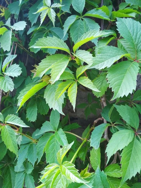 Vista Fundo Natural Folhas Jovens Sensíveis Uma Videira — Fotografia de Stock