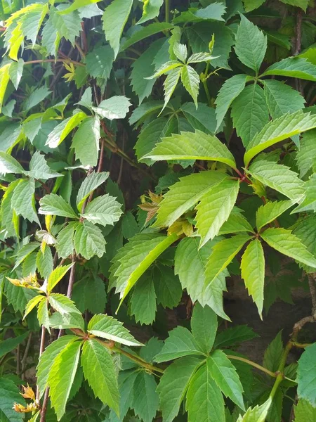 Vista Fundo Natural Folhas Jovens Sensíveis Uma Videira — Fotografia de Stock