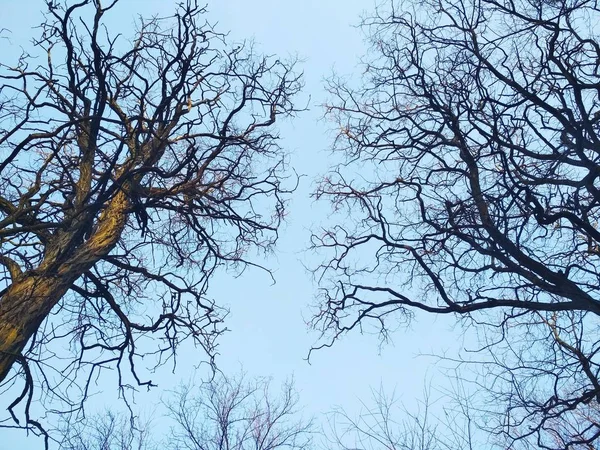 Bare Krullende Winterbomen Tegen Achtergrond Van Blauwe Wolkenloze Hemel — Stockfoto