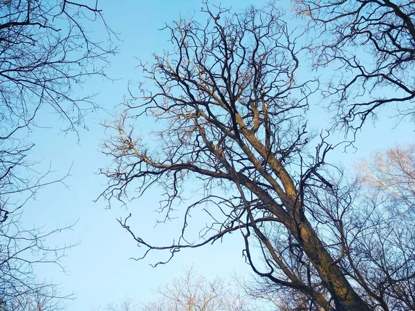 Bare Lockigt Vinter Träd Mot Bakgrund Den Blå Molnfria Himlen — Stockfoto