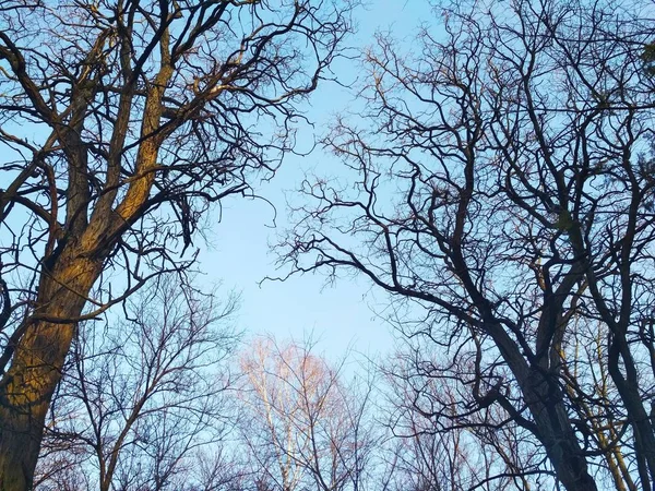 Bare Lockigt Vinter Träd Mot Bakgrund Den Blå Molnfria Himlen — Stockfoto