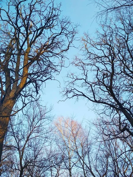 Bare Curly Winter Trees Background Blue Cloudless Sky — 스톡 사진