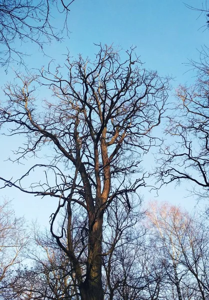 Gołe Kręcone Zimowe Drzewa Tle Błękitnego Bezchmurnego Nieba — Zdjęcie stockowe