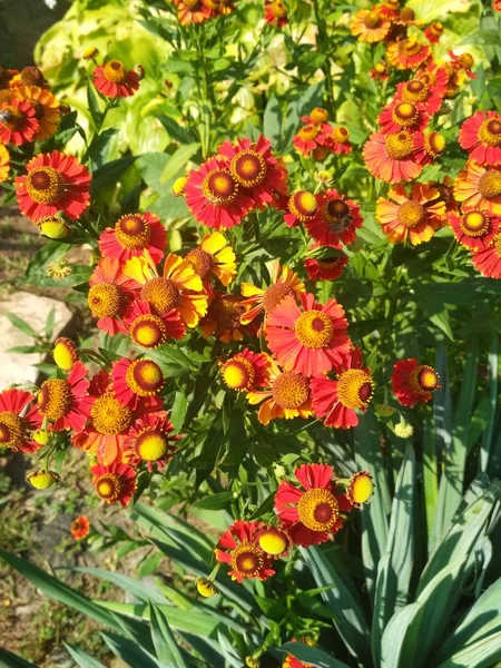Vista Fondo Natural Flores Color Rojo Brillante Con Algunas Abejas —  Fotos de Stock