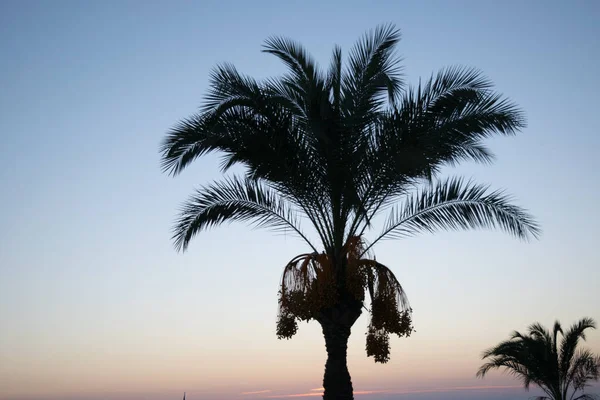 palm trees sunset golden blue sky backlight in mediterranean