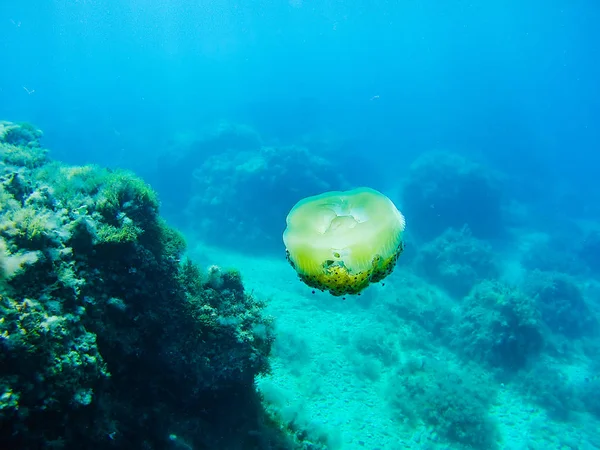 Underwater photograph of jellyfish in the Mediterranean Sea — Stock Photo, Image