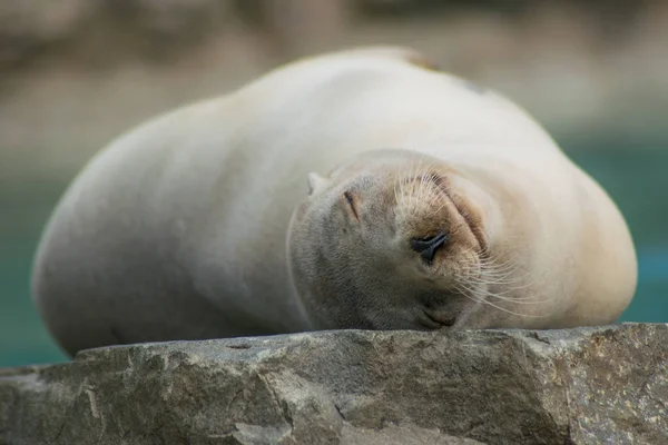 Close-up portrait of a californian sea lion — Stock Photo, Image